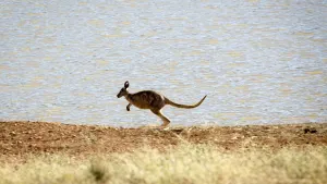 Wallabies, Rocks & Copper Tour
